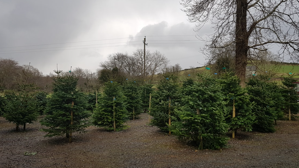 5 Popular Christmas Tree Farms in Ireland - GoCar